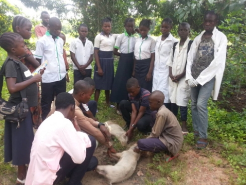 Hands-on training for students of the veterinarian branch on nearby farm