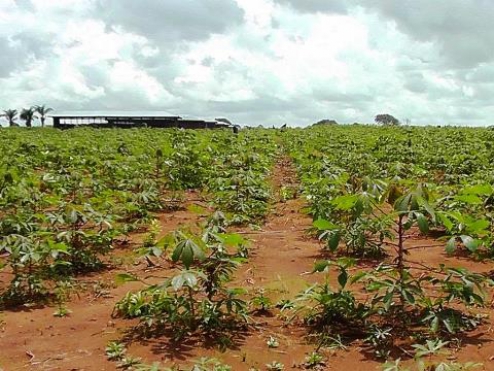 Des nouvelles du champ de manioc