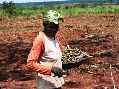 Zaměřujeme se na pěstování manioku
