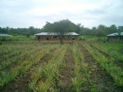 Pro začátek: pěstování ananasů